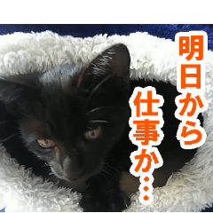 [LINEスタンプ] 休みをすすめてくる猫