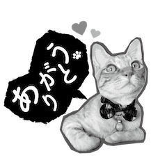 [LINEスタンプ] 茶とら【チャコ物語】BW