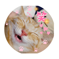 [LINEスタンプ] 猫猫どころ