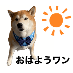 [LINEスタンプ] 柴犬苺スタンプ