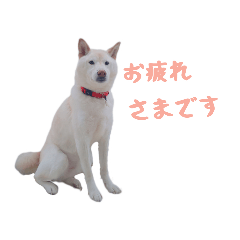[LINEスタンプ] チロルルのスタンプ①