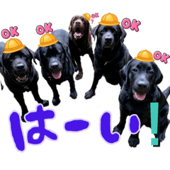 [LINEスタンプ] わちゃわちゃ5ラブラドールず