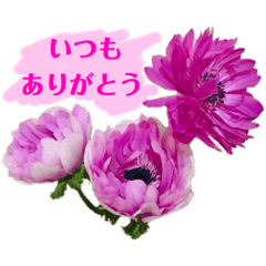 [LINEスタンプ] 大切な人へのありがとうの気持ちスタンプ
