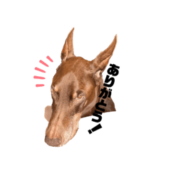 [LINEスタンプ] Doberman Jazio #2