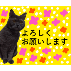 [LINEスタンプ] CAT.2022