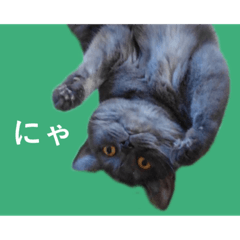 [LINEスタンプ] CAT.simple