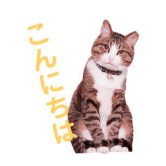 [LINEスタンプ] キジトラ猫ちょこ太