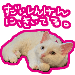 [LINEスタンプ] とこしえなるラブ