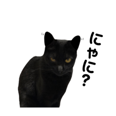 [LINEスタンプ] くろねこくろです