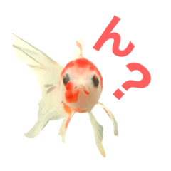 [LINEスタンプ] 金魚のひめねーさま