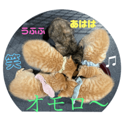 [LINEスタンプ] 犬猫三昧①①
