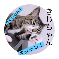 [LINEスタンプ] ガッシーねこーずシリーズ⑨