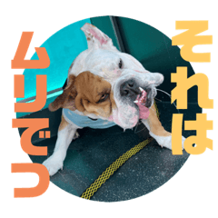 [LINEスタンプ] 大好き金太郎6