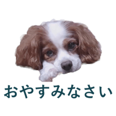 [LINEスタンプ] DOG.2022