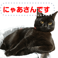 [LINEスタンプ] くろねこにゃあさん（入力タイプ）