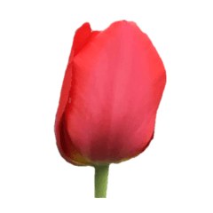 [LINEスタンプ] 春の町のチューリップ（Tulips）