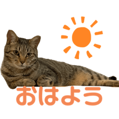 [LINEスタンプ] うちの猫ニャン