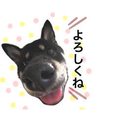 [LINEスタンプ] タロでしかない
