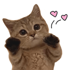 [LINEスタンプ] にぼしといっしょ