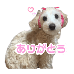 [LINEスタンプ] あむたんスタンプ‎‎´•ﻌ•`