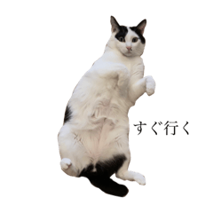 [LINEスタンプ] 超絶可愛いこたちゃんのスタンプ