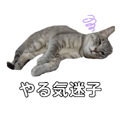 [LINEスタンプ] あくび猫みゃーちゃんの憂鬱