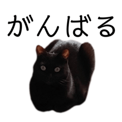 [LINEスタンプ] 表情豊かな黒猫びびちゃんスタンプ4