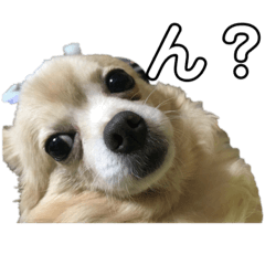 [LINEスタンプ] わんわんわんこさん