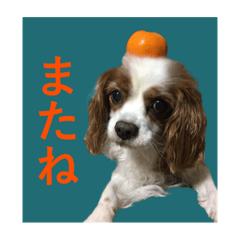 [LINEスタンプ] DOG.simple