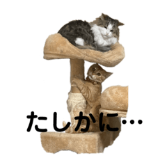 [LINEスタンプ] ねこすたんプ3
