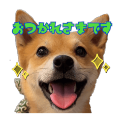 [LINEスタンプ] 柴犬×チワワのすだちくん(日常スタンプ1)