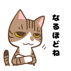 [LINEスタンプ] ゆるねこトマトと兄妹の日常スタンプ