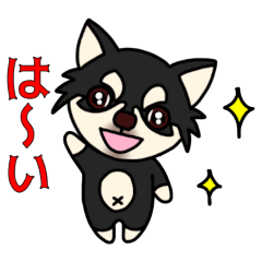 [LINEスタンプ] チワワのこころ(ブラタン) 久しぶり