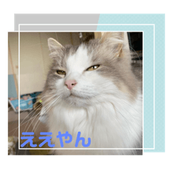 [LINEスタンプ] 猫の関西弁スタンプ