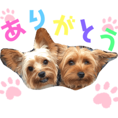 [LINEスタンプ] ウチのヨーキーちゃん達♡2