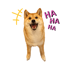 [LINEスタンプ] 柴犬のよもぎさん
