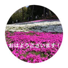 [LINEスタンプ] kinko 春バージョン4
