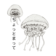 [LINEスタンプ] 動物、イカ、クラゲなど