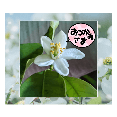 [LINEスタンプ] 花の写真を使っての画像（メイン）