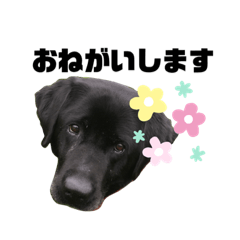 [LINEスタンプ] 黒ラブ かわいい