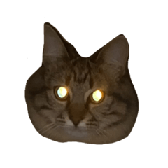[LINEスタンプ] ラブリーネコチャンズ