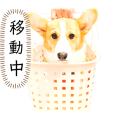 [LINEスタンプ] 垂れまゆコーギー