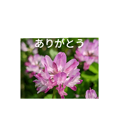 [LINEスタンプ] 花の写真を使ったスタンプ