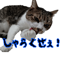 [LINEスタンプ] ちょっぴり荒ぶる！キジ白ばぁば