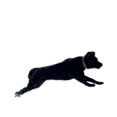 [LINEスタンプ] Black Labrador COCO