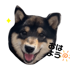 [LINEスタンプ] ニコニコ黒豆柴の日常