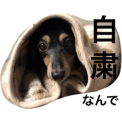 [LINEスタンプ] gorisanday