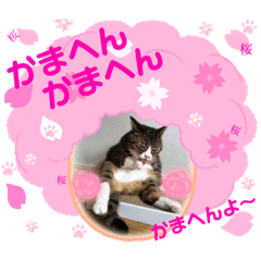 [LINEスタンプ] 猫の関西弁スタンプ②