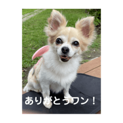 [LINEスタンプ] チワワのリアルラブちゃんで～す❣️