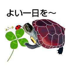 [LINEスタンプ] 亀ってなんてかわいいの♥️7